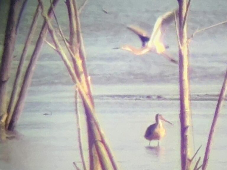 Cedar Point Lake Buchanan