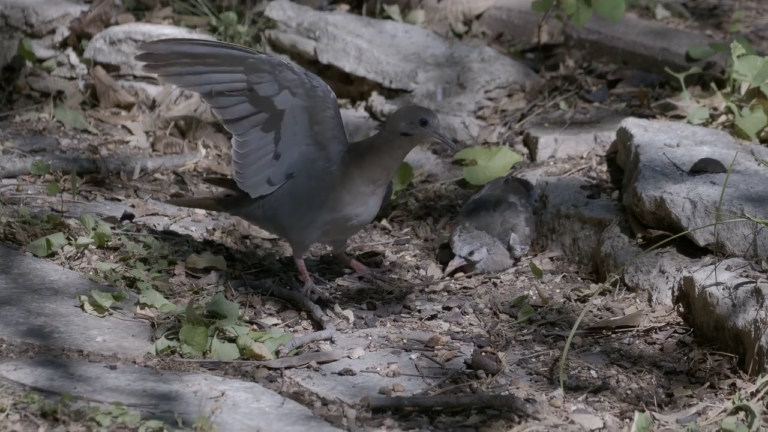Dove Chick Gets Schooled