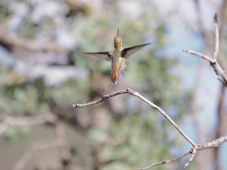 Rufous Hummingbird