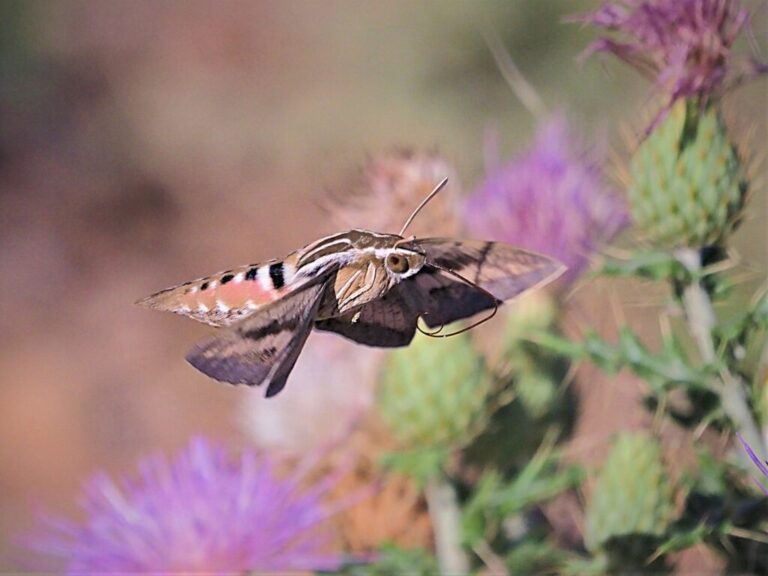 White-lined Sphinx