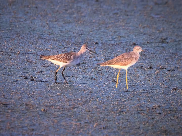 Molting Adult vs 1st Fall Lesser Yellowlegs