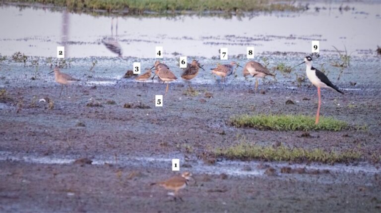 Shorebird Quiz