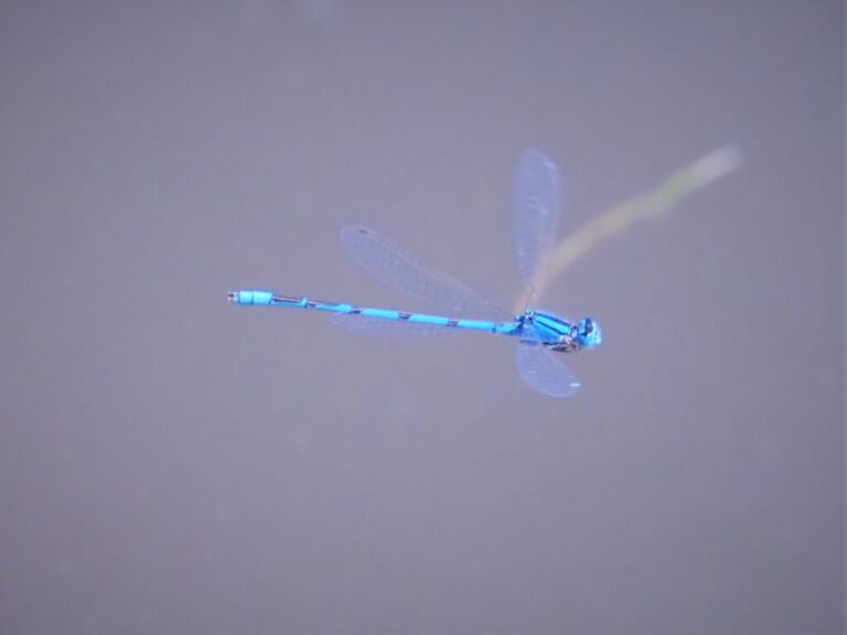 More Insects Trans Pecos