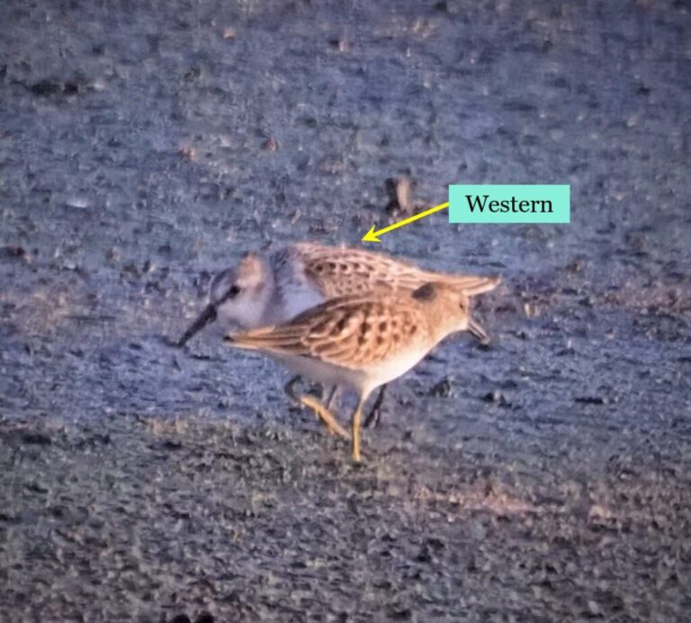 Shorebird Quiz Answers