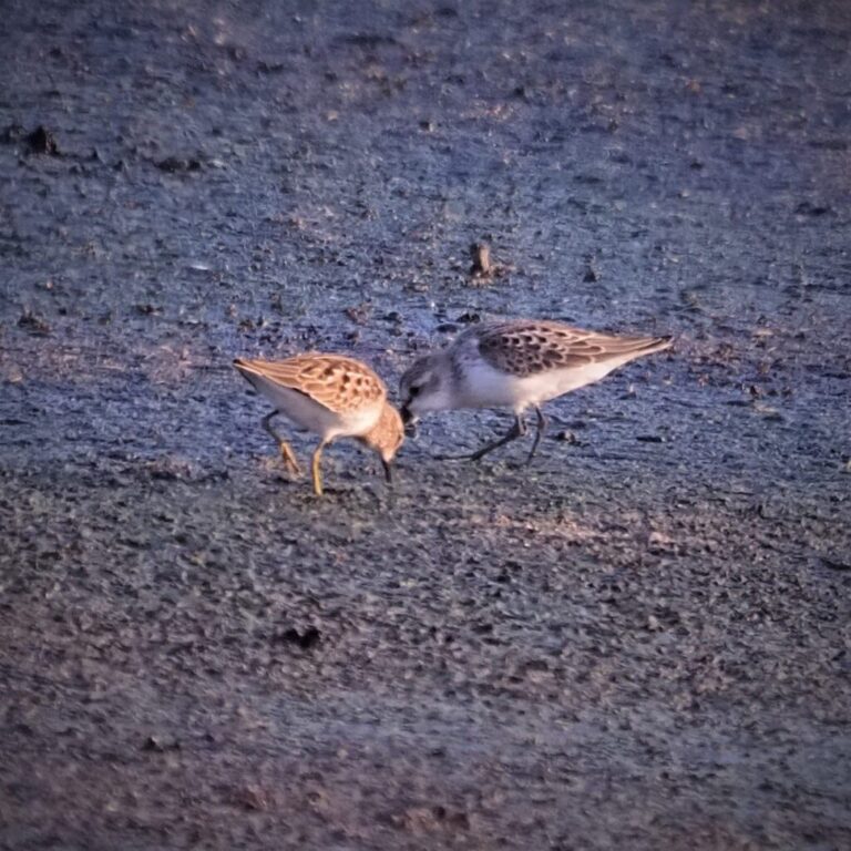 Juvenile Shorebirds Hornsby