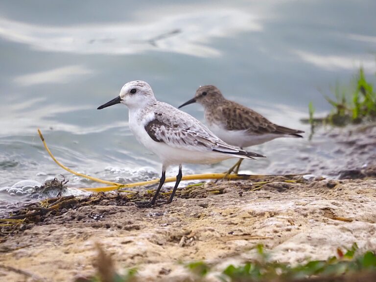 “Frosty” Shorebirds