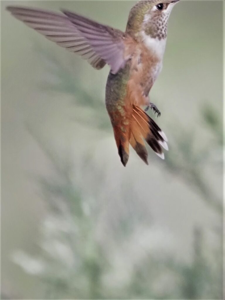 Rufous Hummingbird