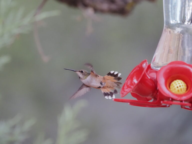 Rufous Hummingbird