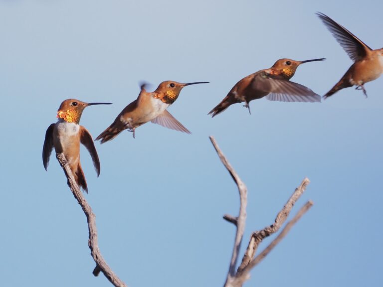 Rufous Hummingbird