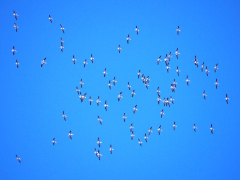 Migration & Hornsby Big 4