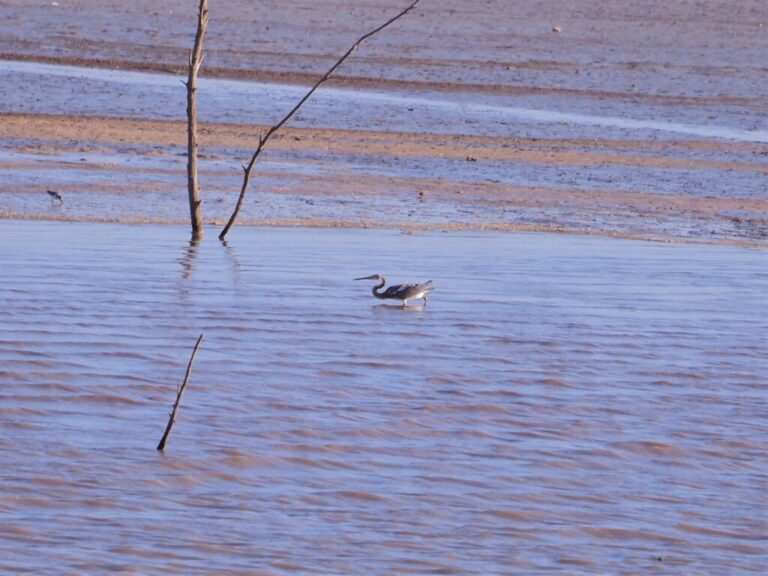 Cedar Point Lake Buchanan