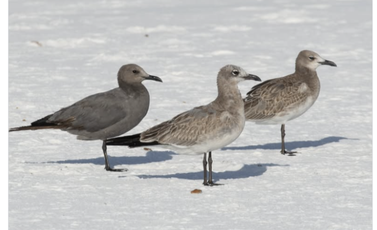 Gray Gull in ABA Area