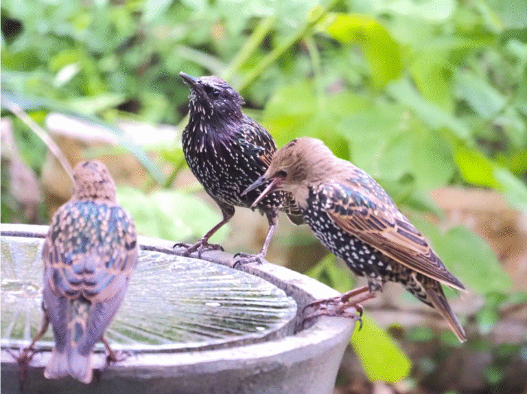 Starlings