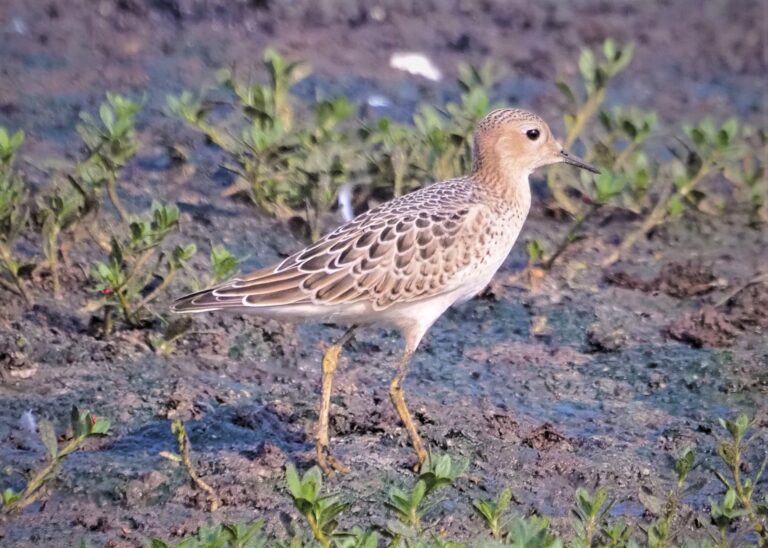 Shorebird Count for 2023 (39 or 40)