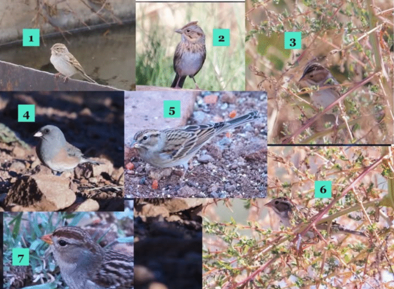 Sparrows Davis Mountains