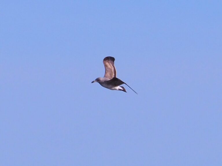 Yellow-footed Gull YES