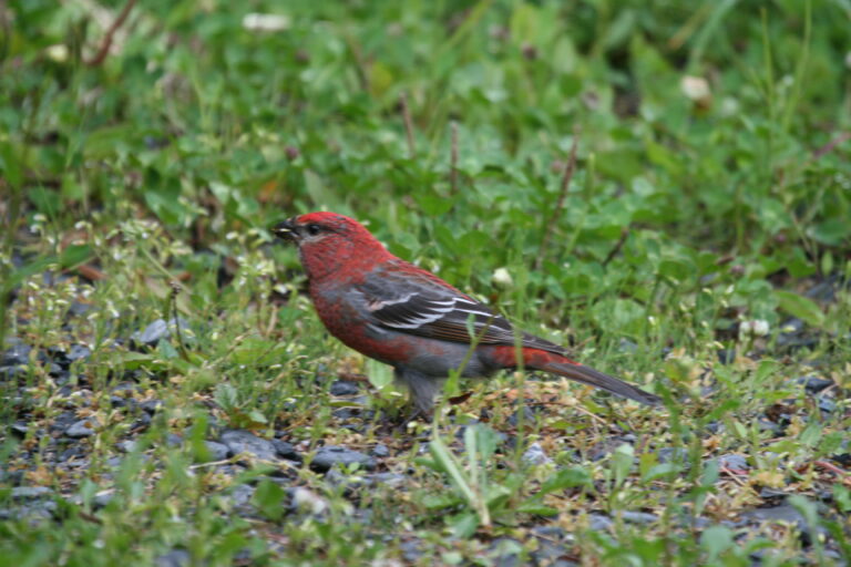 Pine Grosbeak Panhandle