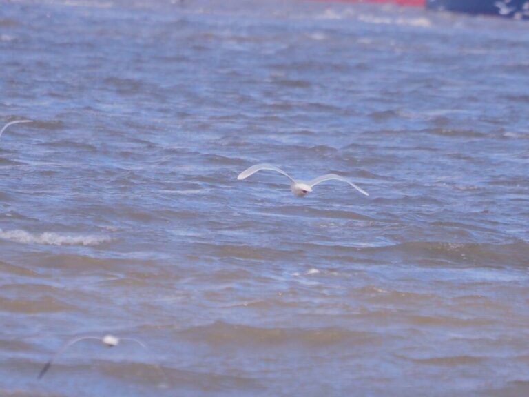 Glaucous Gull North Beach Galveston