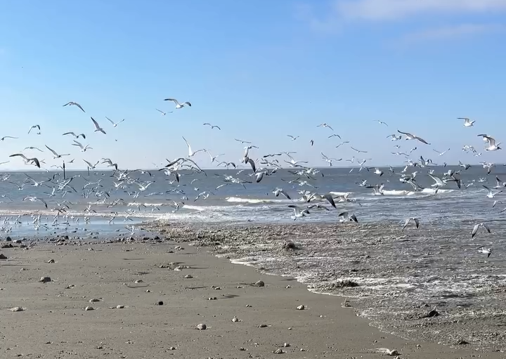 Iceland Gull Texas City Dike