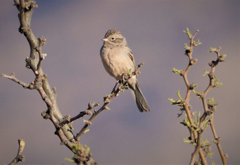 Spizella Sparrows