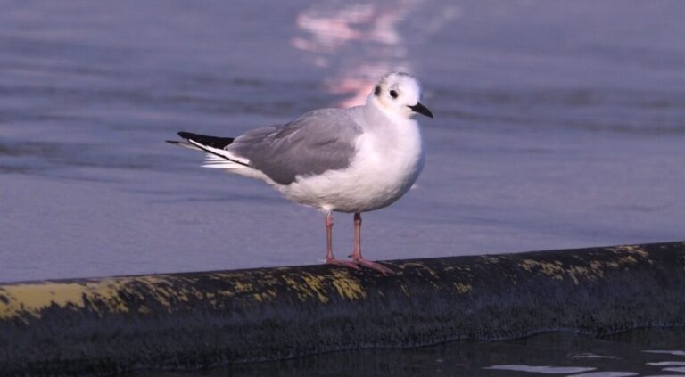 Granger Lake and Vicinity