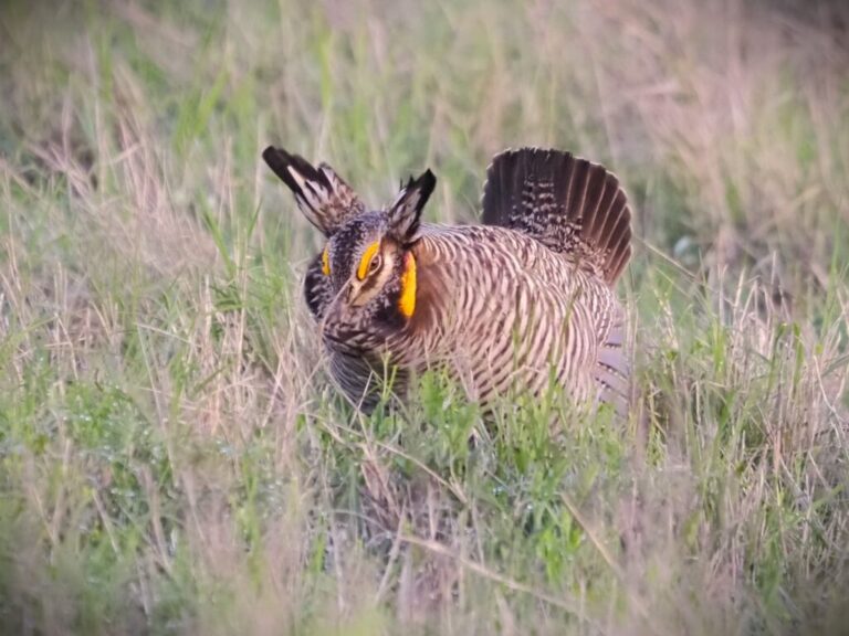 Greater Prairie Chicken