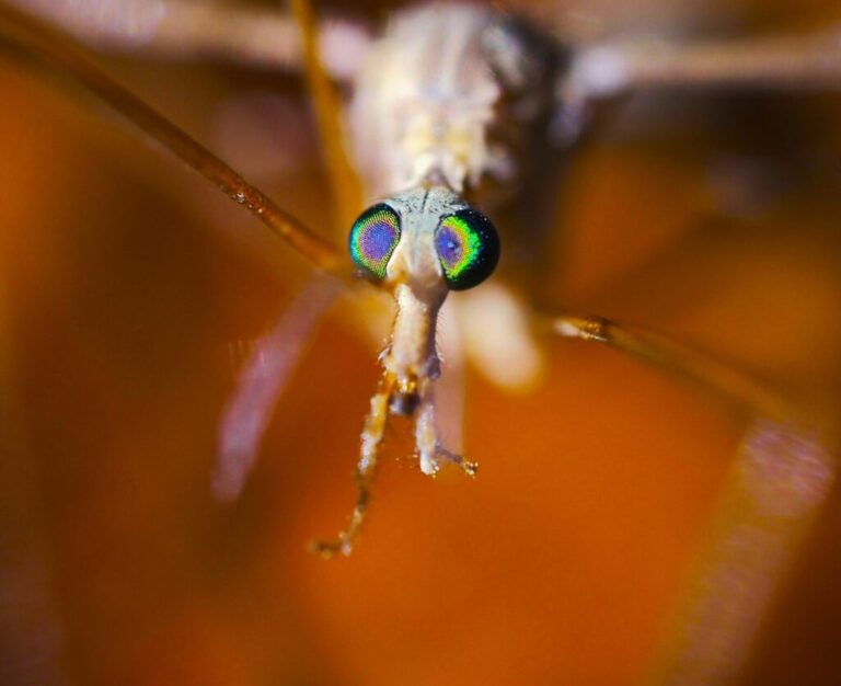 Crane Flies