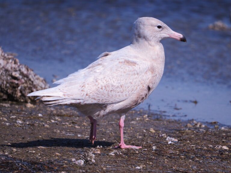 Glaucous Size Corpus Christi