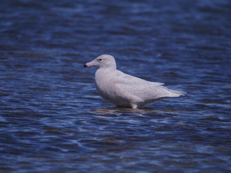 Glaucous Gull Corpus Christi