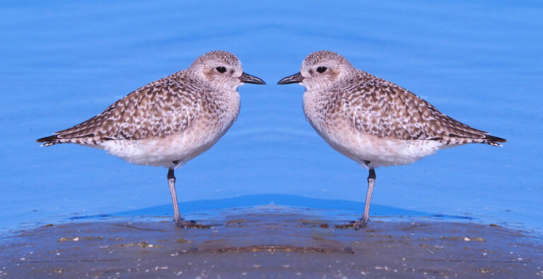Plover or Plover ?
