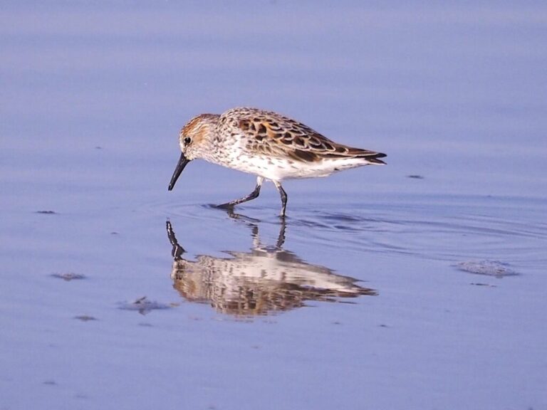Shorebird Field Trip Corpus Christi 2024