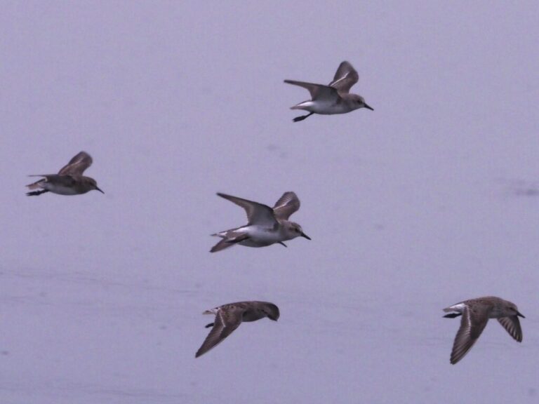 Shorebirds in Spring Hornsby