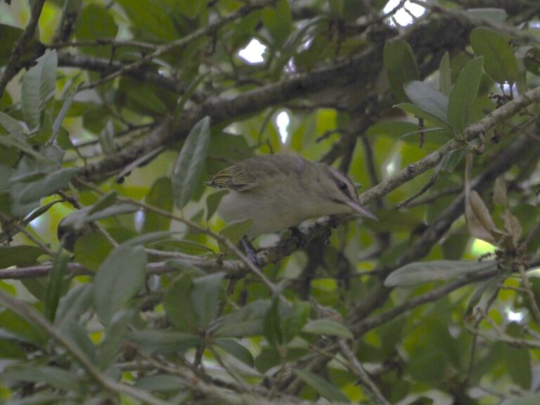 Black-whiskered Vireo High Island