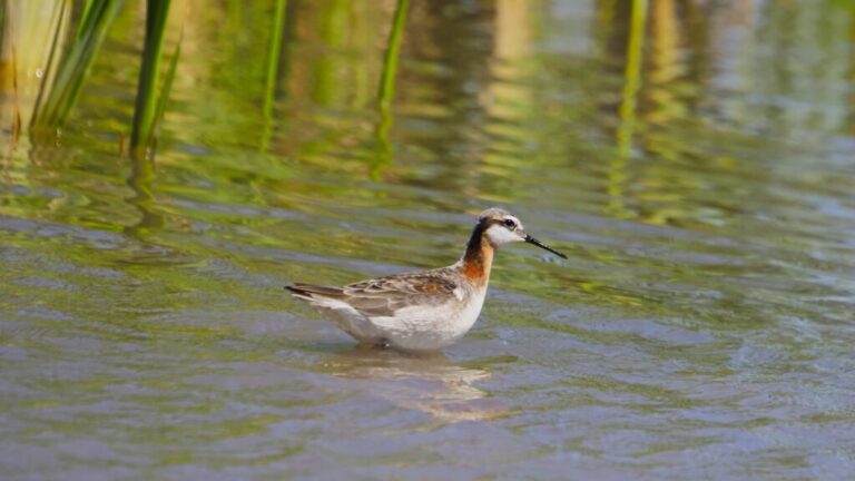 Shorebirds Sandia Wetlands