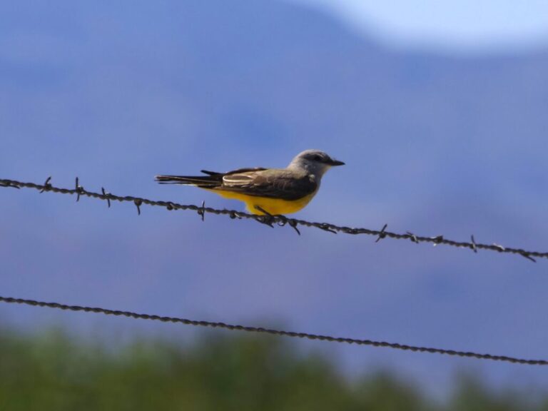 Marfa Breeding Bird Survey 2024
