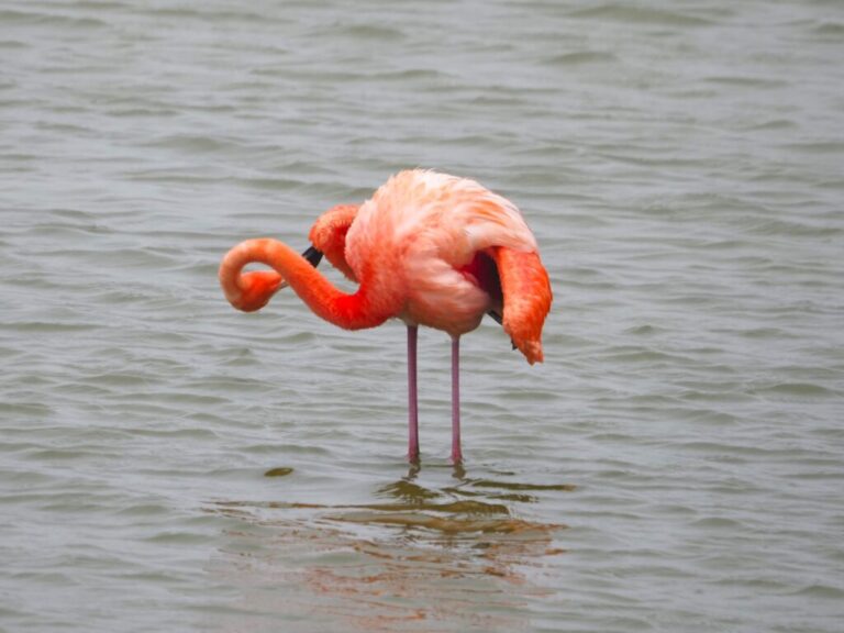 Black Noddy NO Port Aransas