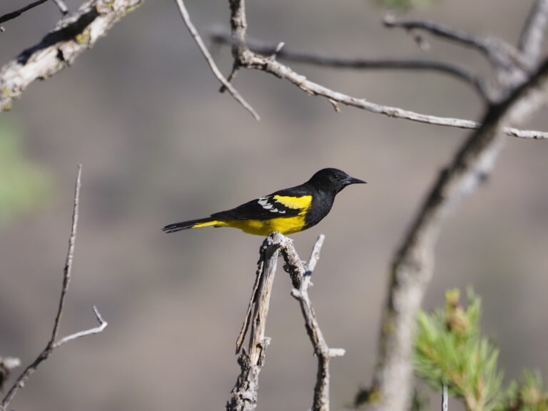 The “Lemon Oriole”