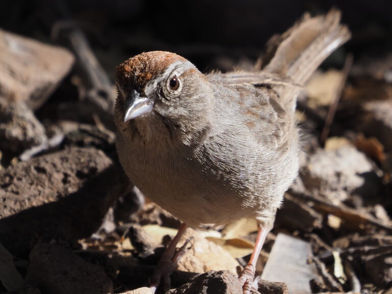 Rufous-crowned Sparrow