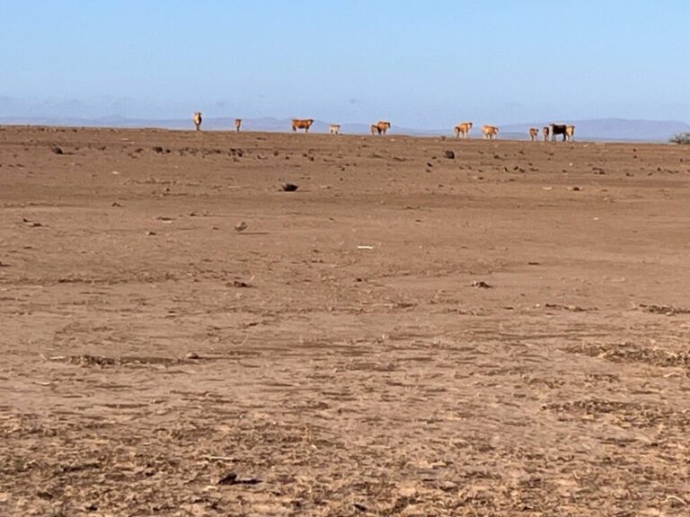 South of Davis Mountains