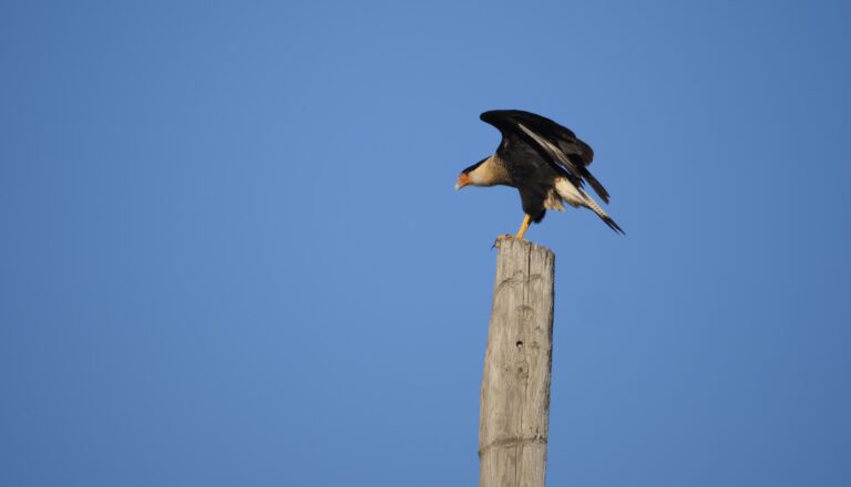 Cara Cara Vocalization