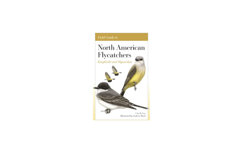 North American Flycatchers