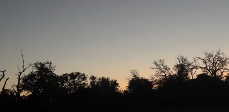 Dawn Song Near Dacha