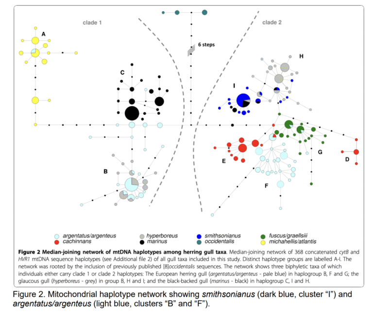 Herring Gull Not Split