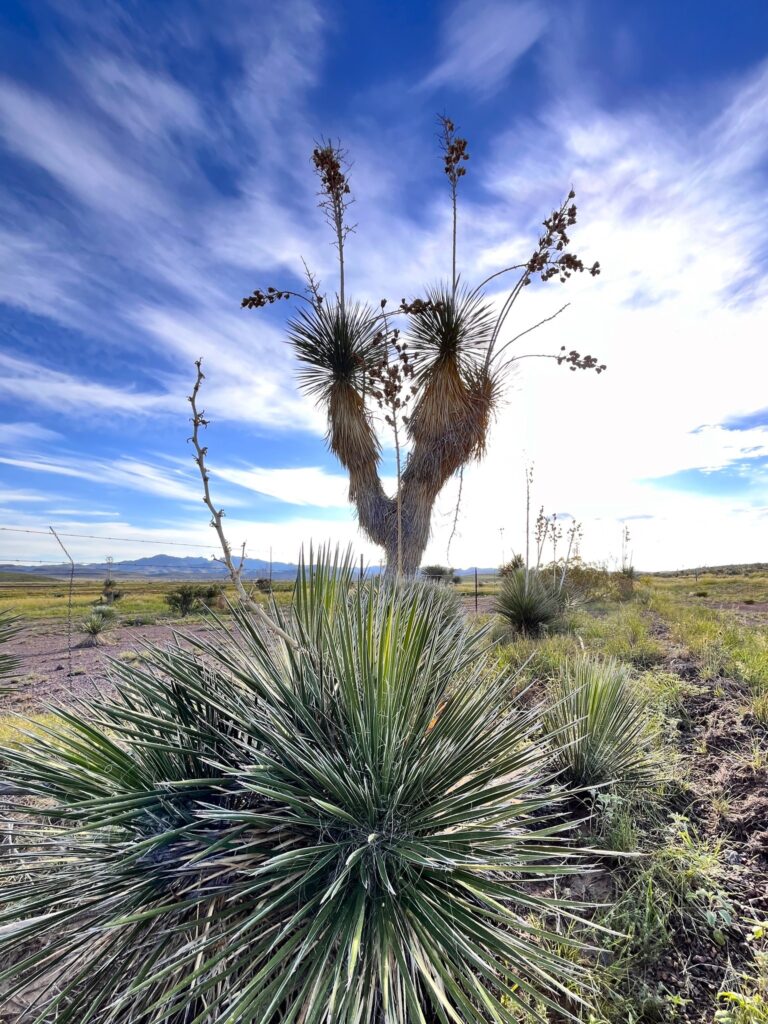 Davis Mountains Denizens