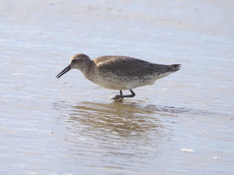 Shorebirds Field Trip Corpus