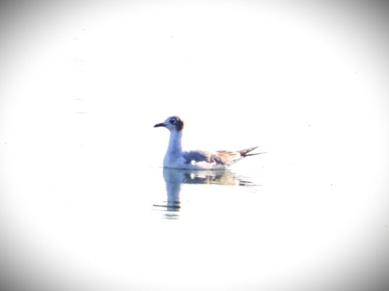 Hornsby & Gulls Class Coming Up