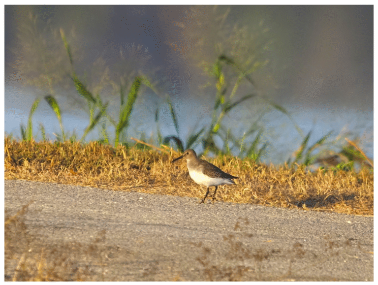 Dunlin Hornsby