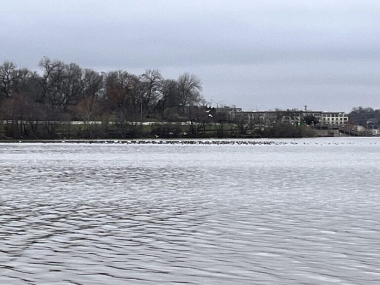 Short-billed Gull White Rock Lake NO