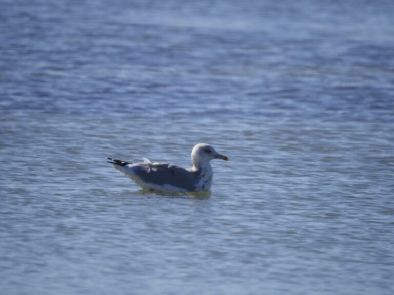 Gulls Corpus Christi