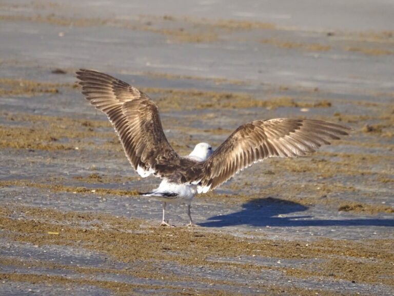 Kelp Gull YES